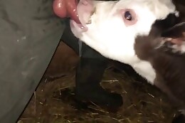 cow
