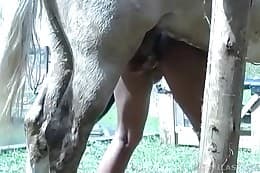 pet sex