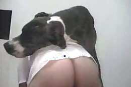 animal sex clips