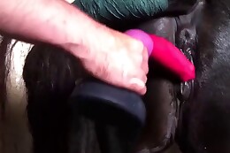 animal cunt