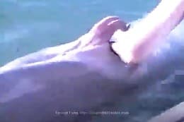 pet sex