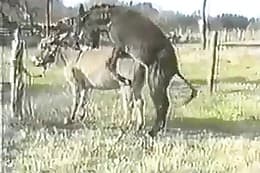 horse sex