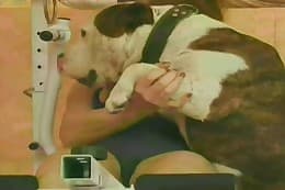 dogsex