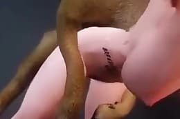 free animal porn