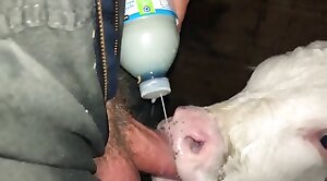 amazing-sex,beastiality