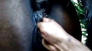 pussy,animals-video
