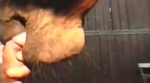 blowjobs,horse-sex