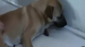 animal-fuck,guy