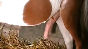 bitch,animals-video