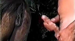 nailing,animals-video