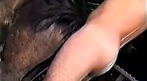nailing,animals-video