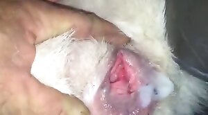 intercourse,wild