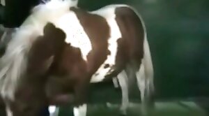 sex-movie,animal-porn