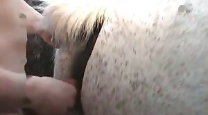 vid,beastiality