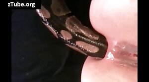 animals-video,snake