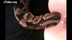 animals-video,snake