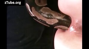 animals-video,snake