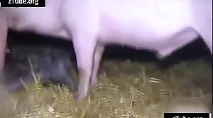 animal-fuck,pig