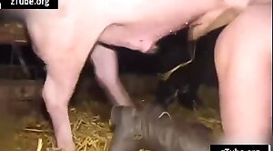 animal-fuck,pig