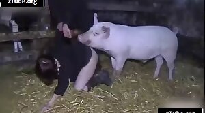 animal-fuck,pig