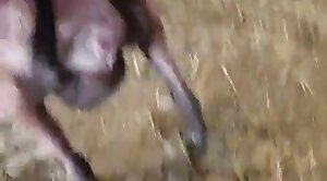 povvideo,animal-porn