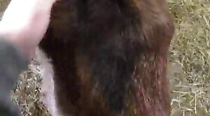 povvideo,animal-porn