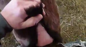 povvideo,animal-porn