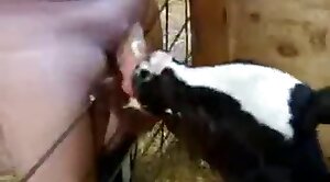 animal-fuck oral