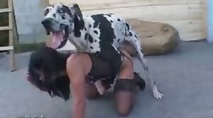 uhd,dalmatian