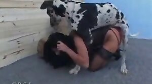 uhd,dalmatian