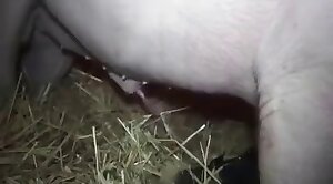 really,animals-video