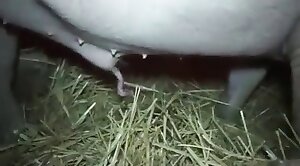 really,animals-video