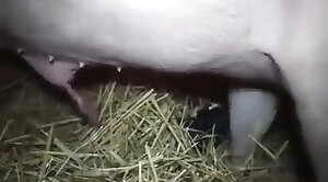 really,animals-video