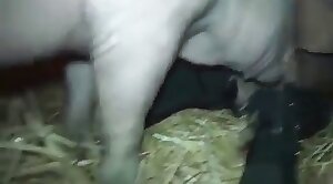really,animals-video