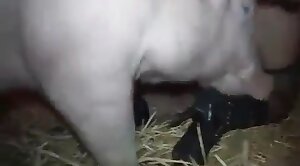 really,animals-video