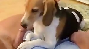 animal-porn,lover