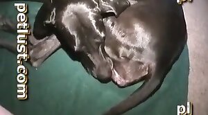 sex-movie,dog-xxx