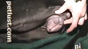 sex-movie,dog-xxx