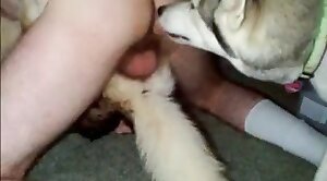 dog-xxx,sex-movie