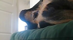 sex-movie,dog-xxx