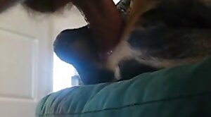 sex-movie,dog-xxx