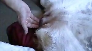 animal-porn,sex-movie