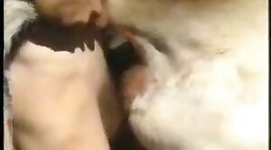 animal-porn,sex-movie