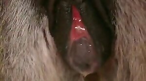 closeup,free-zoo