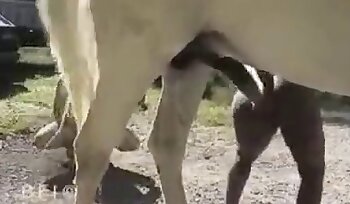 hluboké hrdlo,zoofilie sexuální videa
