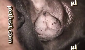 चिड़ियाघर अश्लील वीडियो,ज़ोफ़िलिया सेक्स वीडियो