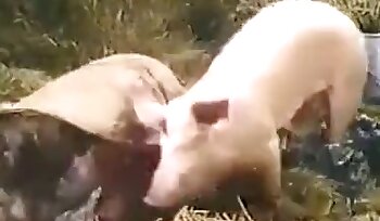 sex se zvířetem,ženské a zvířecí porno