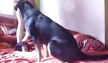 与动物发生性关系,动物恋性爱视频