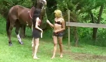 与动物发生性关系,动物恋性爱视频