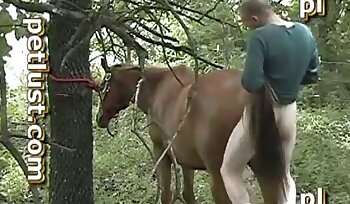 sex med dyr,zoofili sexvideoer